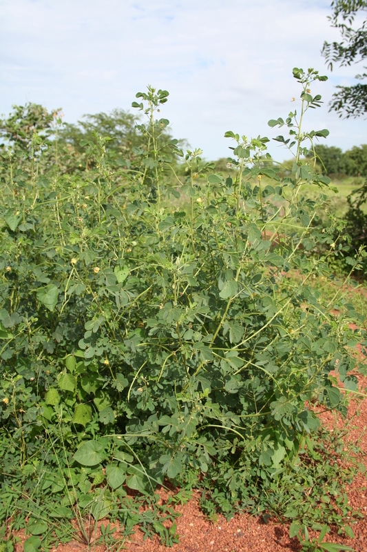 Image of <i>Cassia obtusifolia</i> L.