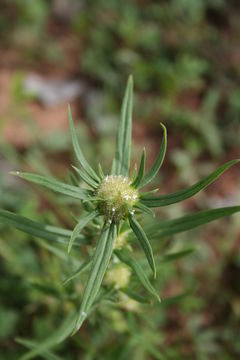 Image of Spermacoce chaetocephala DC.