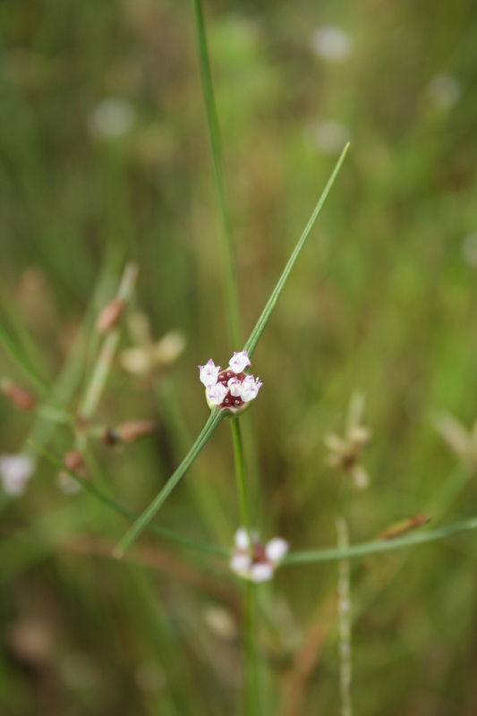 Image of Spermacoce filifolia (Schumach. & Thonn.) J.-P. Lebrun & Stork