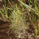 Image de Rhamphicarpa fistulosa (Hochst.) Benth.