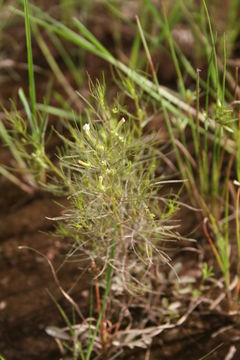 Image of Rhamphicarpa fistulosa (Hochst.) Benth.