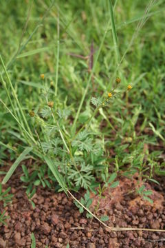 Image of Chrysanthellum indicum DC.