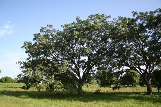 Image of African Locust Bean Tree