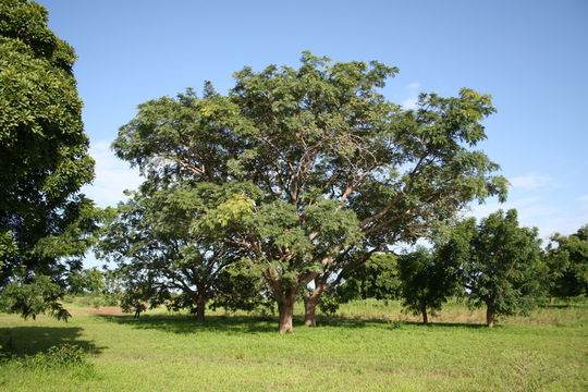 Imagem de Parkia biglobosa (Jacq.) G. Don