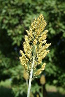 Image of sorghum