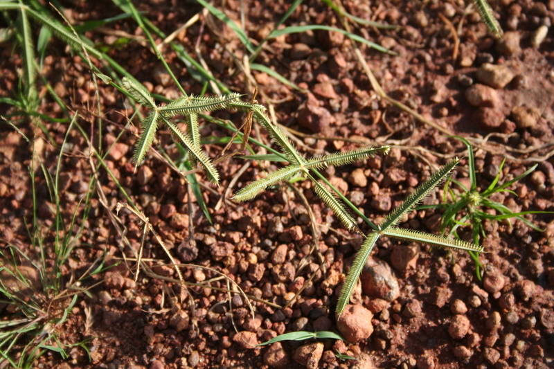 Image de Dactyloctenium aegyptium (L.) Willd.
