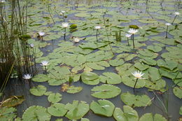 Image of Blue Egyptian lotus