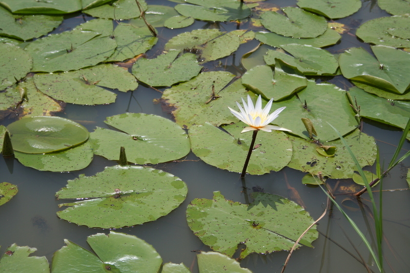 Image of Nymphaea micrantha Guill. & Perr.
