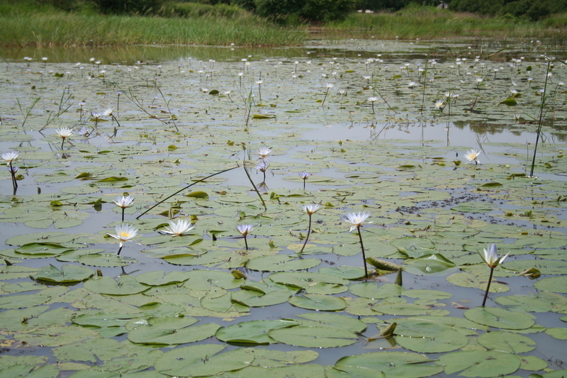 Image of Blue Egyptian lotus