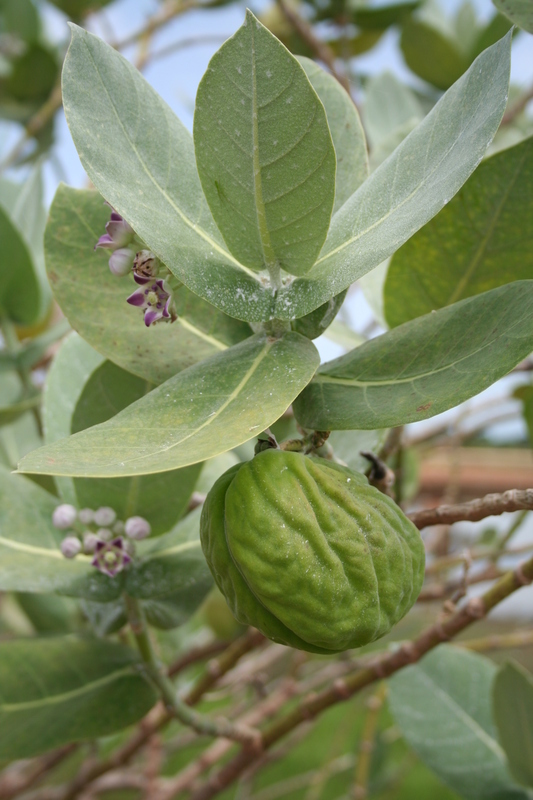 Image of roostertree