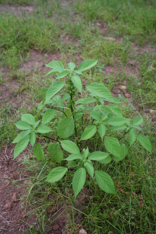 Acalypha crenata Hochst. ex A. Rich. resmi