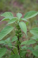 Acalypha crenata Hochst. ex A. Rich. resmi