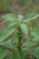 Acalypha crenata Hochst. ex A. Rich. resmi