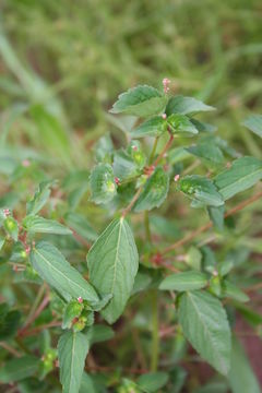 Image de Acalypha segetalis Müll. Arg.