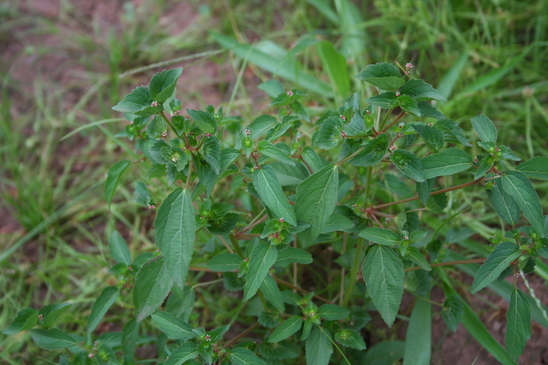 Imagem de Acalypha segetalis Müll. Arg.