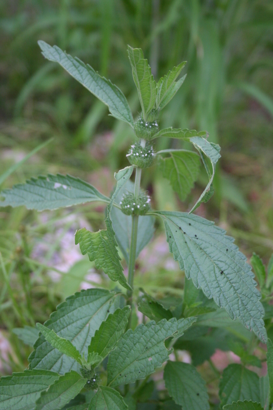 Слика од Leucas martinicensis (Jacq.) R. Br.