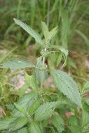 Image of Tumble weed