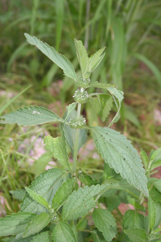 Leucas martinicensis (Jacq.) R. Br. resmi