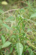 Imagem de Acalypha segetalis Müll. Arg.