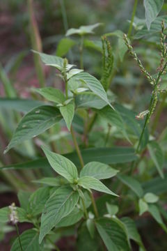 Image of Chaff-flower