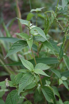 Image of Chaff-flower