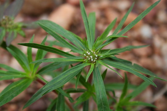 Image of Spermacoce chaetocephala DC.