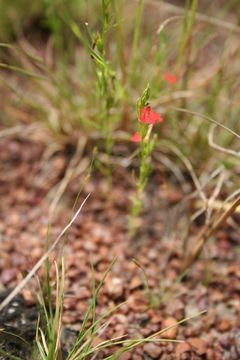 Image of Asiatic witchweed