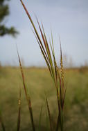 Plancia ëd Diectomis fastigiata (Sw.) P. Beauv.