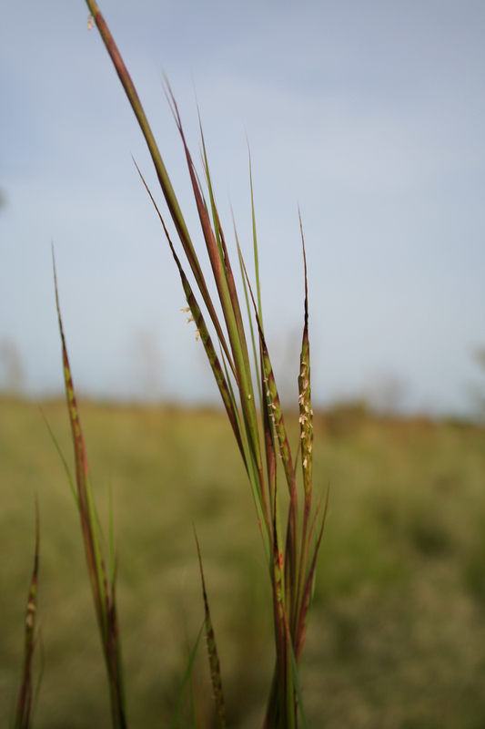 Plancia ëd Diectomis fastigiata (Sw.) P. Beauv.