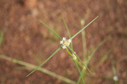 Image of Spermacoce filifolia (Schumach. & Thonn.) J.-P. Lebrun & Stork