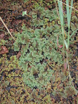 صورة <i>Azolla africana</i> Desv.