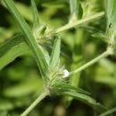 Imagem de <i>Monechma ciliatum</i> (Jacq.) Milne-Redh.