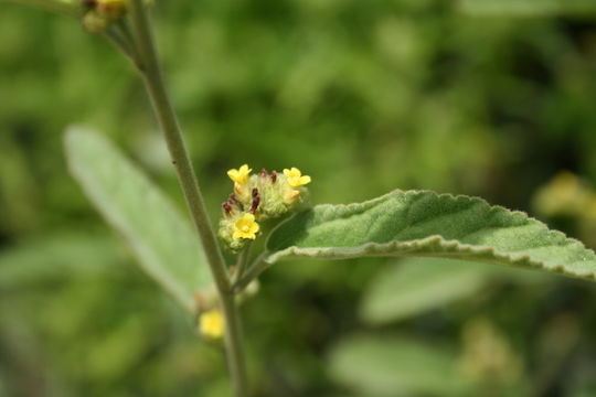 Image de Waltheria indica L.