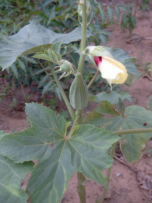 Image of okra