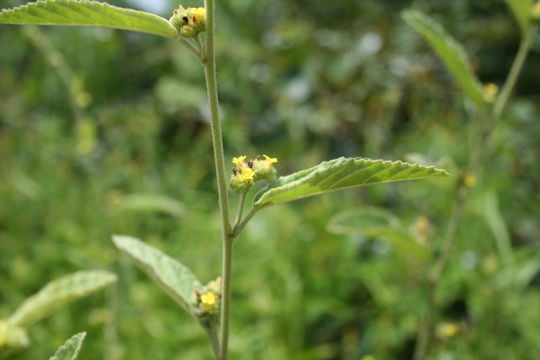 Image de Waltheria indica L.