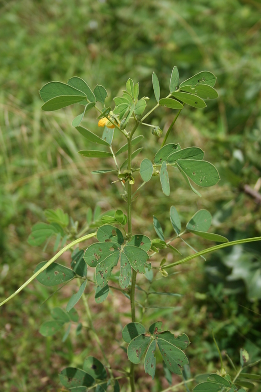 Image of <i>Cassia obtusifolia</i> L.