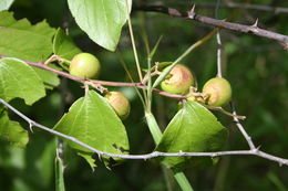 Image of Large jujube