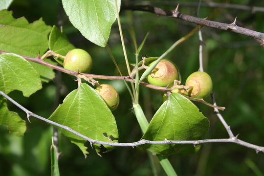 Image de Ziziphus abyssinica Hochst. ex A. Rich.