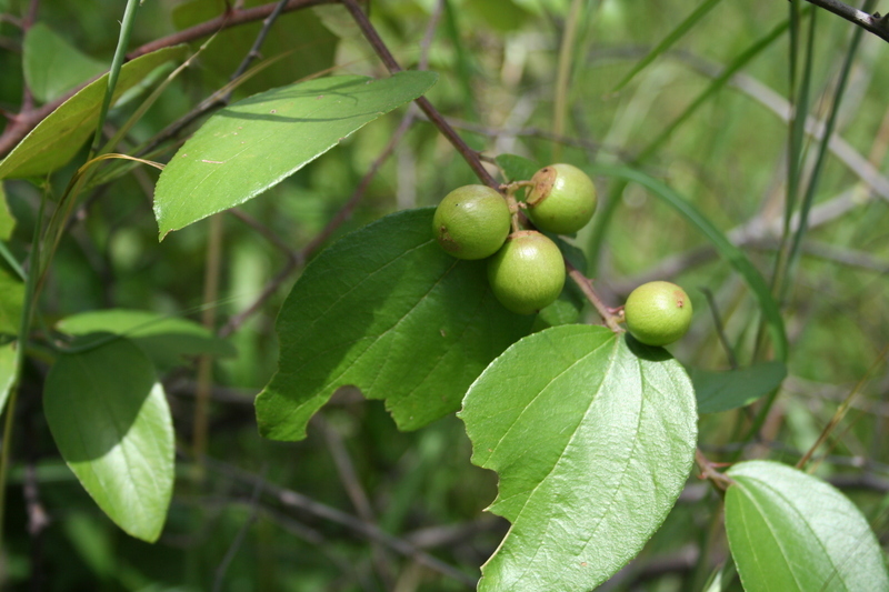 Image of Large jujube