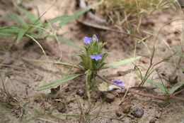 Blepharis linariifolia Pers. resmi