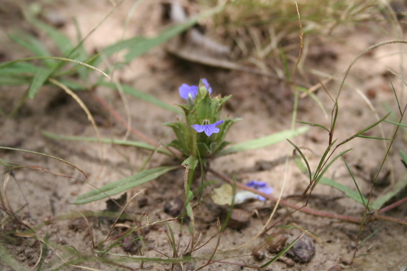 Blepharis linariifolia Pers. resmi