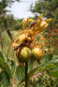 Image of Arrowroot