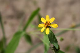 Image of Aspilia africana (Pers.) C. D. Adams