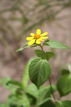 Image de Aspilia africana (Pers.) C. D. Adams