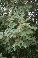 صورة Vitex chrysocarpa Planch.