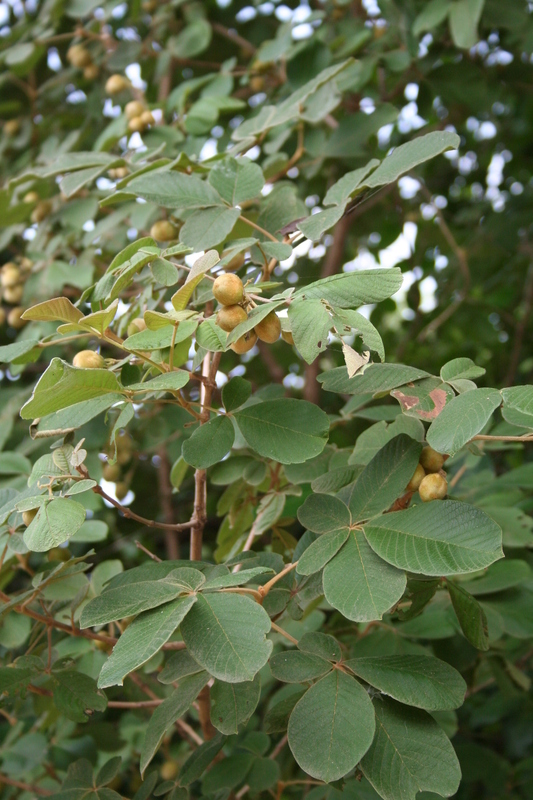 صورة Vitex chrysocarpa Planch.