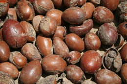 Image of Shea Butter Tree