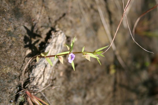 Image of Bacopa floribunda (R. Br.) Wettst.