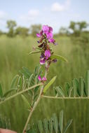 Image of Tephrosia bracteolata Guill. & Perr.