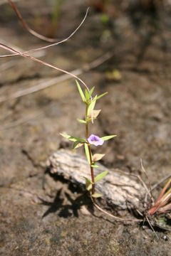 Image of Bacopa floribunda (R. Br.) Wettst.